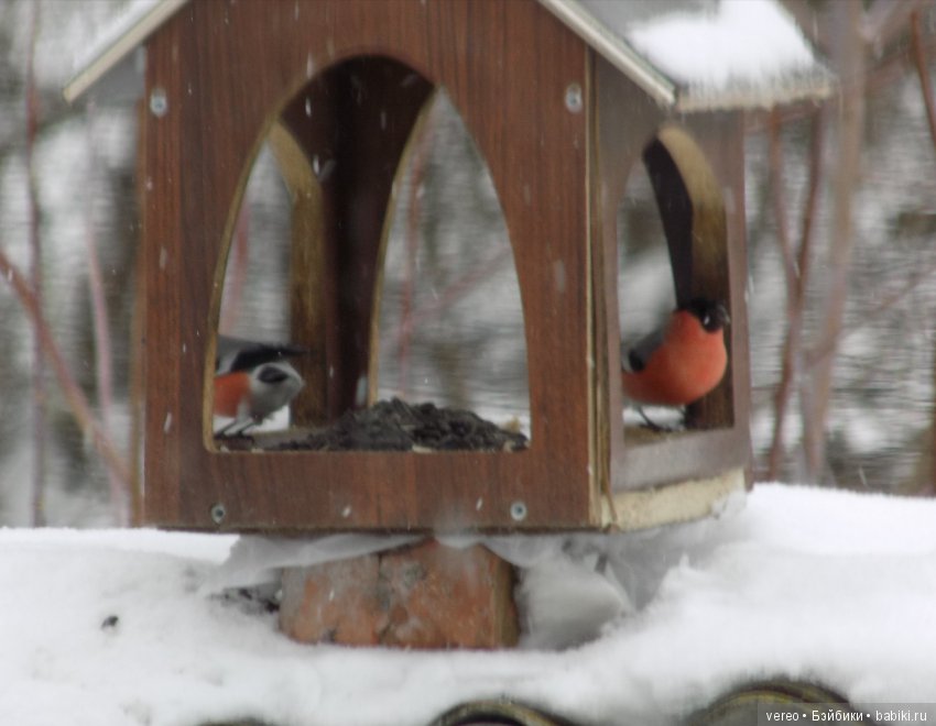 И снова о птичках — В мире животных: смешные фото питомцев и зверей (фото 5)