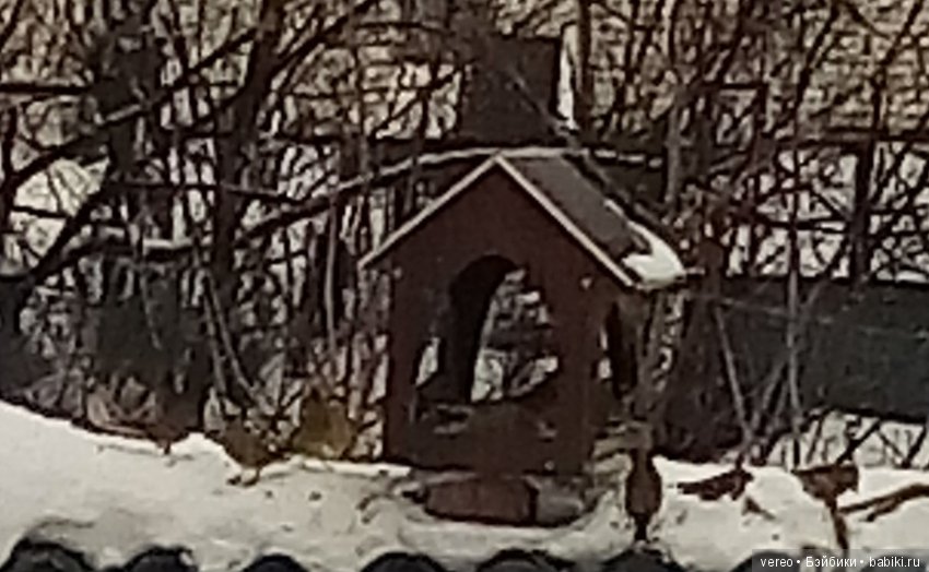 И снова о птичках — В мире животных: смешные фото питомцев и зверей