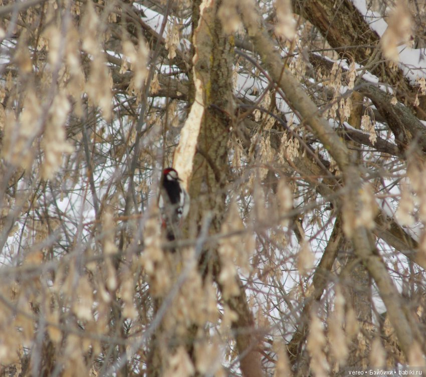 И снова о птичках — В мире животных: смешные фото питомцев и зверей