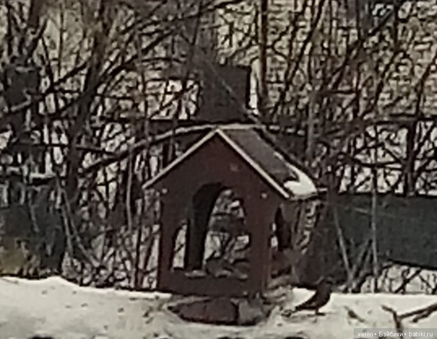 И снова о птичках — В мире животных: смешные фото питомцев и зверей