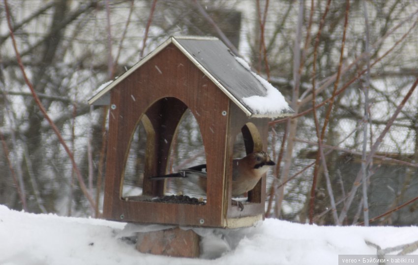 И снова о птичках — В мире животных: смешные фото питомцев и зверей (фото 3)