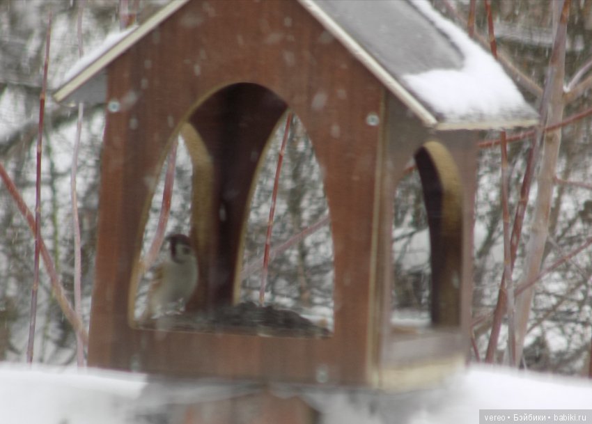 И снова о птичках — В мире животных: смешные фото питомцев и зверей (фото 4)