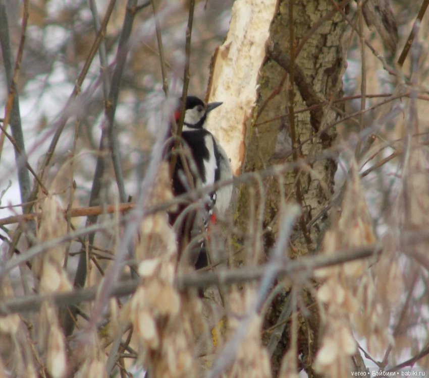 И снова о птичках — В мире животных: смешные фото питомцев и зверей (фото 8)
