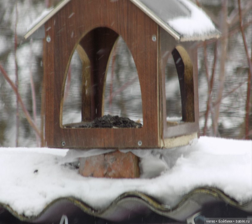 И снова о птичках — В мире животных: смешные фото питомцев и зверей