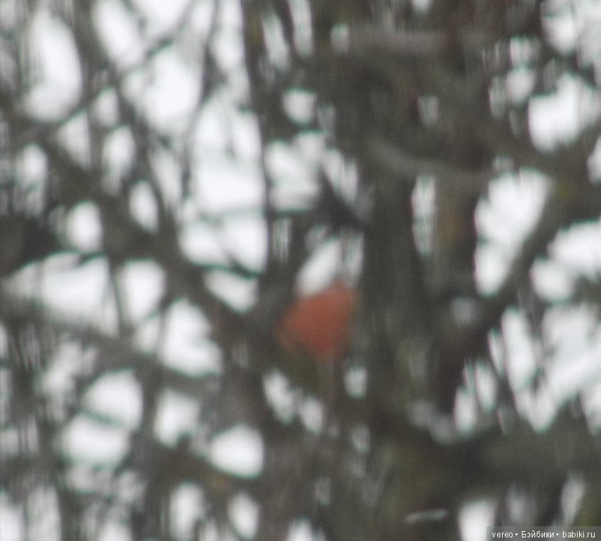 И снова о птичках — В мире животных: смешные фото питомцев и зверей