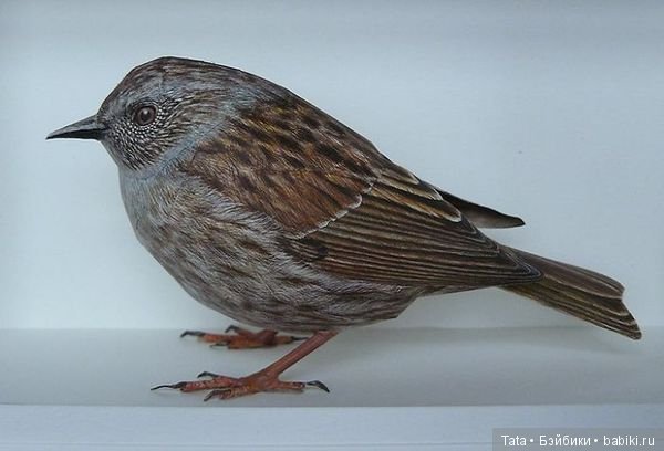 Бумажные, но как живые. Реалистичные фигурки птиц от Йохана Шерфта (фото 6)