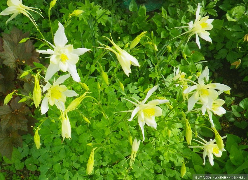 Жители моего сада. Цветы, о которых тоже хочется рассказать (фото 9)