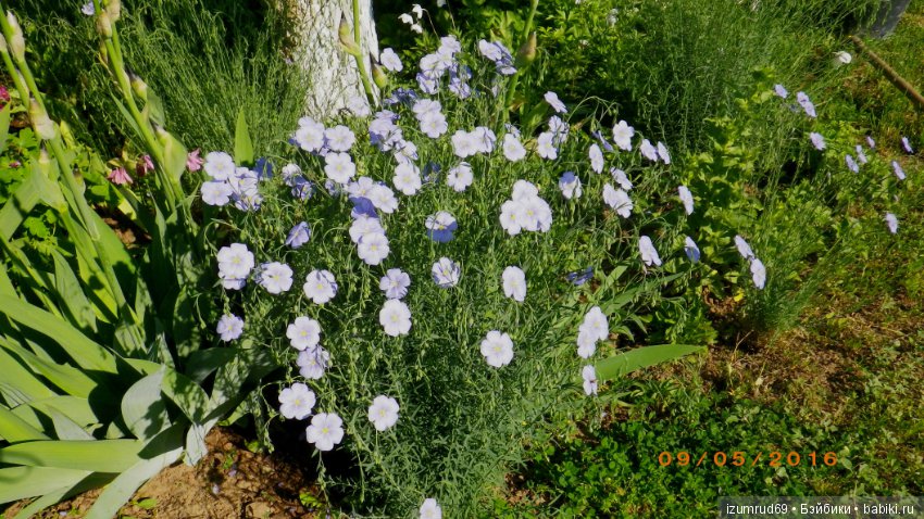 Жители моего сада. Цветы, о которых тоже хочется рассказать