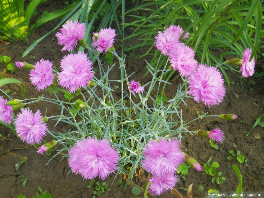 Жители моего сада. Цветы, о которых тоже хочется рассказать