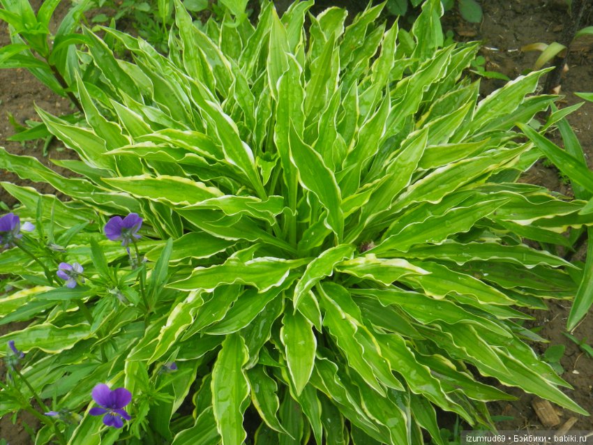 Жители моего сада. Цветы, о которых тоже хочется рассказать (фото 7)