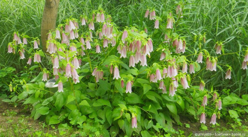 Жители моего сада. Цветы, о которых тоже хочется рассказать