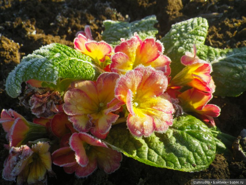 Жители моего сада. Цветы, о которых тоже хочется рассказать