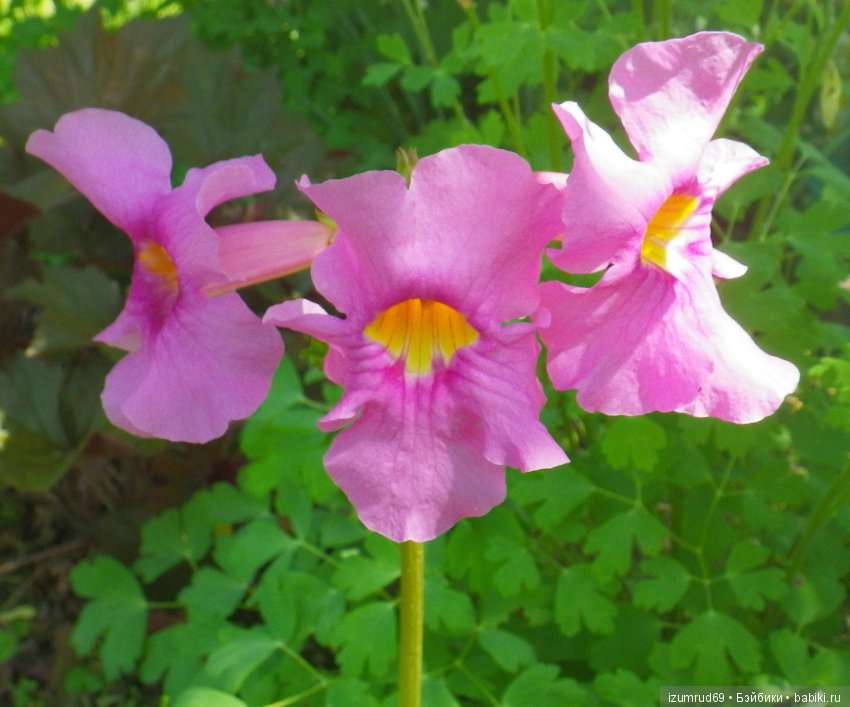 Жители моего сада. Цветы, о которых тоже хочется рассказать