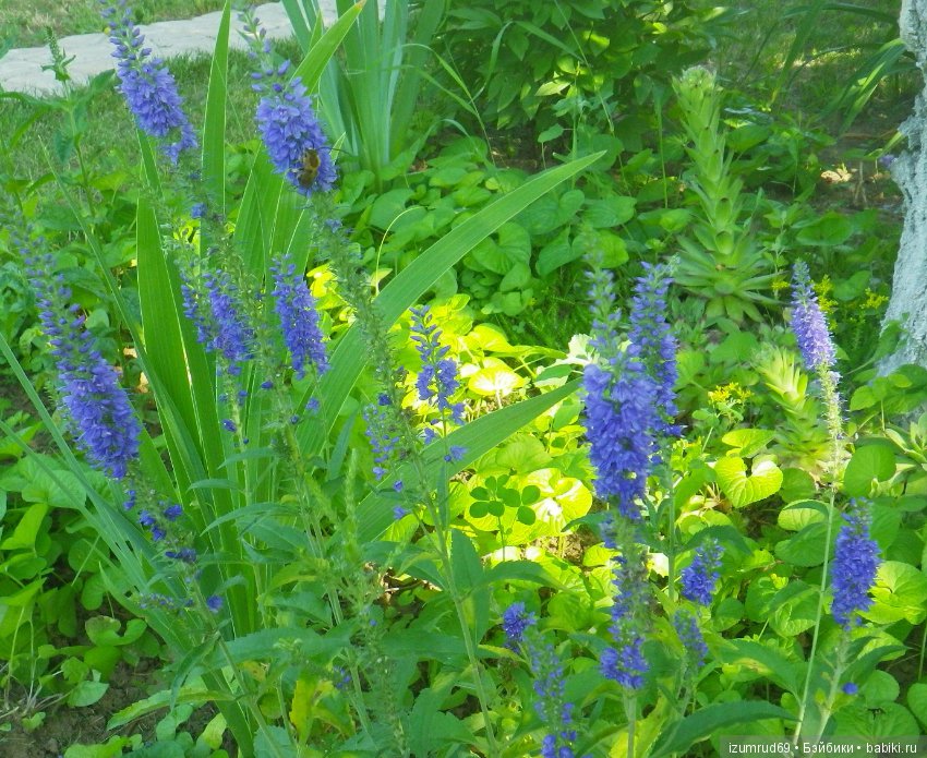 Жители моего сада. Цветы, о которых тоже хочется рассказать