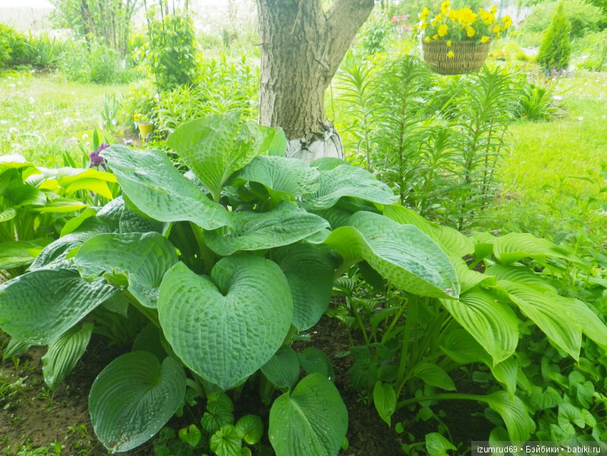 Жители моего сада. Цветы, о которых тоже хочется рассказать (фото 8)