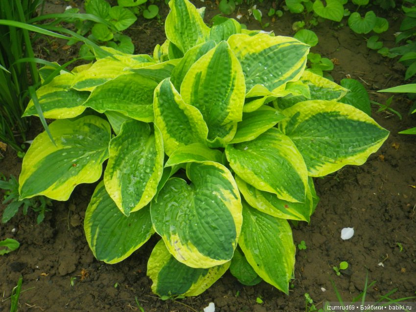 Жители моего сада. Цветы, о которых тоже хочется рассказать (фото 6)