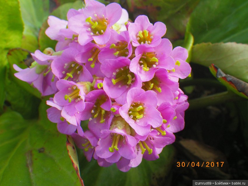 Жители моего сада. Цветы, о которых тоже хочется рассказать (фото 3)