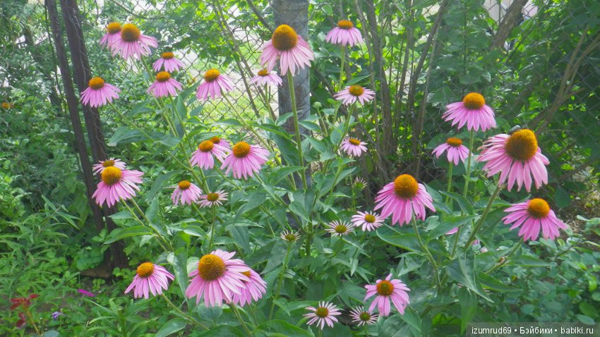 Жители моего сада. Цветы, о которых тоже хочется рассказать