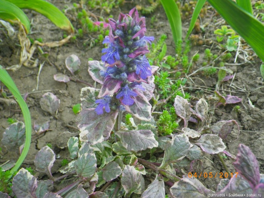 Жители моего сада. Цветы, о которых тоже хочется рассказать (фото 4)