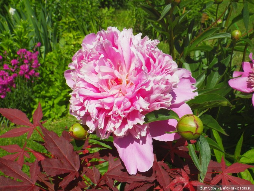 Жители моего сада. Цветы, о которых тоже хочется рассказать