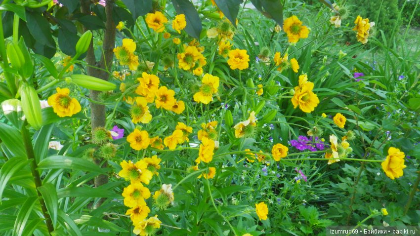 Жители моего сада. Цветы, о которых тоже хочется рассказать