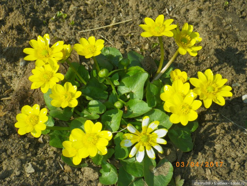 Жители моего сада. Цветы, о которых тоже хочется рассказать (фото 2)