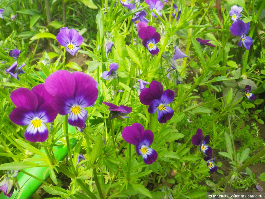 Жители моего сада. Цветы, о которых тоже хочется рассказать (фото 5)