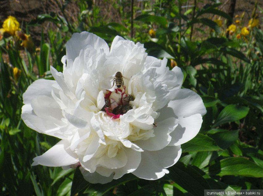 Жители моего сада. Цветы, о которых тоже хочется рассказать