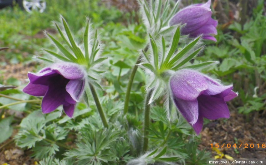 Жители моего сада. Цветы, о которых тоже хочется рассказать