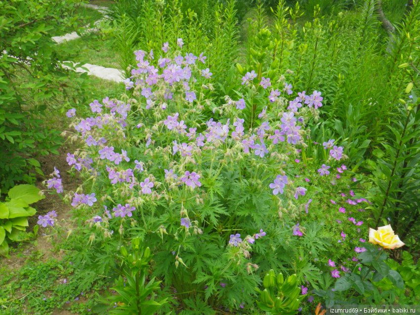 Жители моего сада. Цветы, о которых тоже хочется рассказать