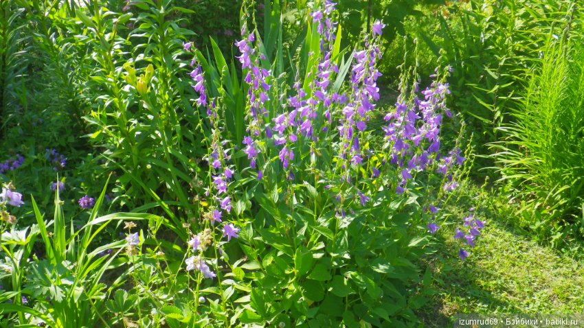 Жители моего сада. Цветы, о которых тоже хочется рассказать