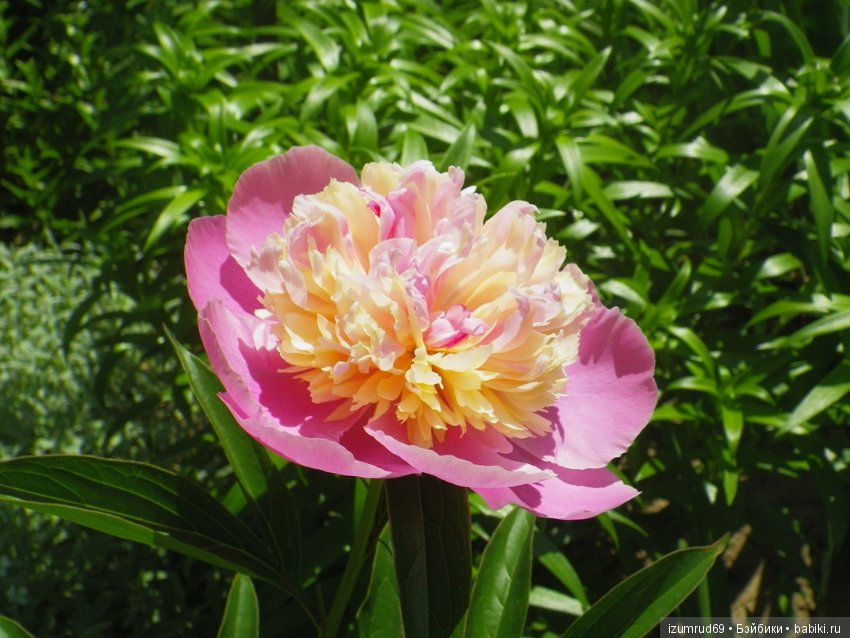 Жители моего сада. Цветы, о которых тоже хочется рассказать