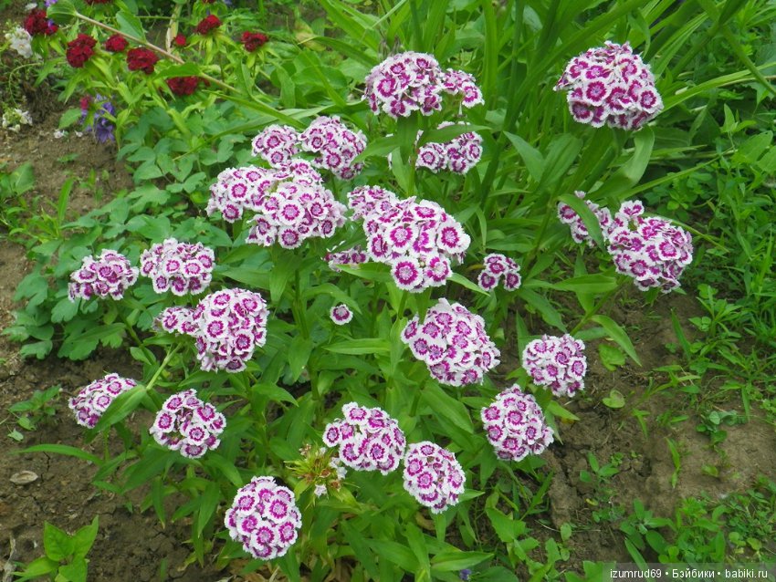 Жители моего сада. Цветы, о которых тоже хочется рассказать