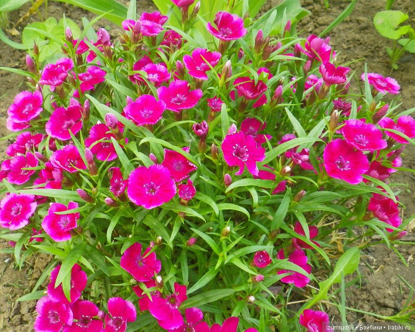 Жители моего сада. Цветы, о которых тоже хочется рассказать (фото 10)