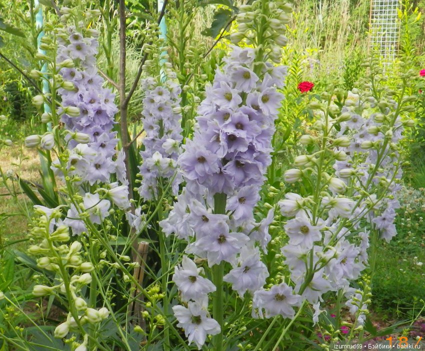 Жители моего сада. Цветы, о которых тоже хочется рассказать