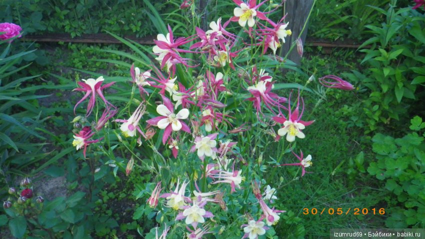 Жители моего сада. Цветы, о которых тоже хочется рассказать