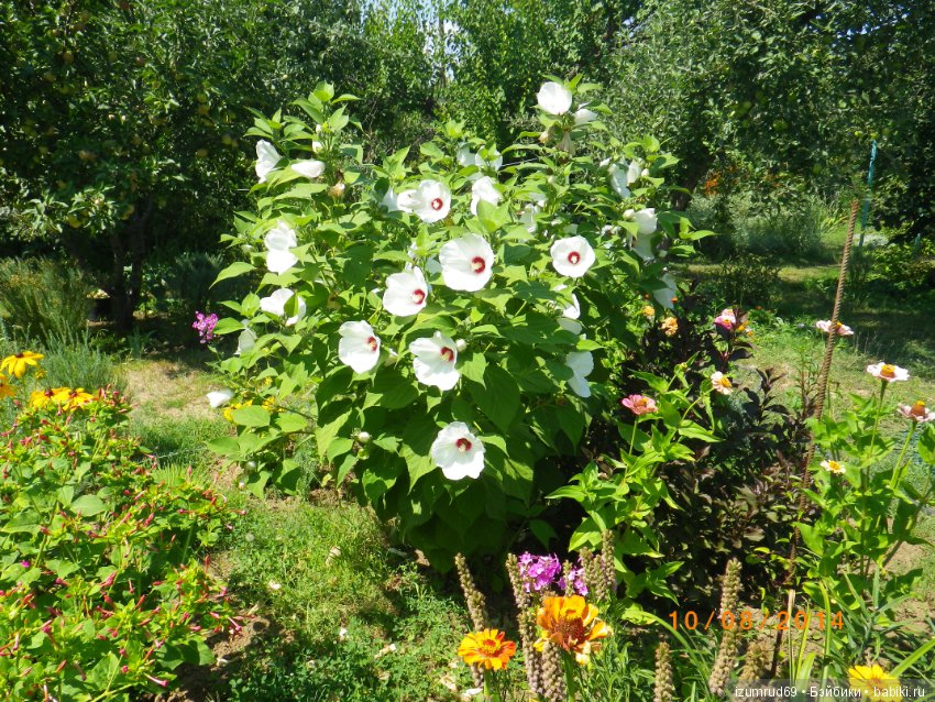 Жители моего сада. Цветы, о которых тоже хочется рассказать