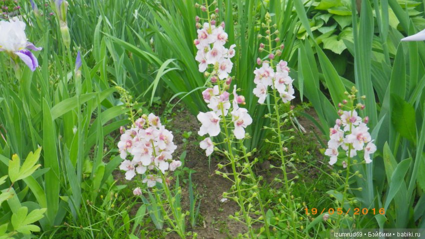 Жители моего сада. Цветы, о которых тоже хочется рассказать