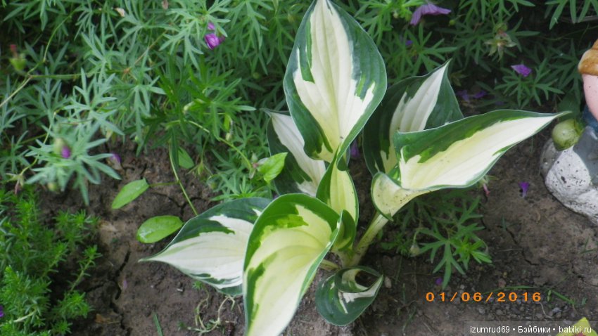 Жители моего сада. Цветы, о которых тоже хочется рассказать