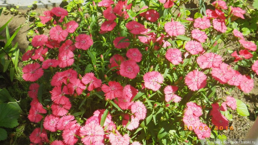 Жители моего сада. Цветы, о которых тоже хочется рассказать