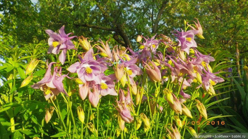 Жители моего сада. Цветы, о которых тоже хочется рассказать