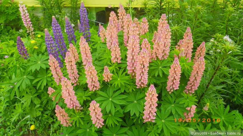 Жители моего сада. Цветы, о которых тоже хочется рассказать