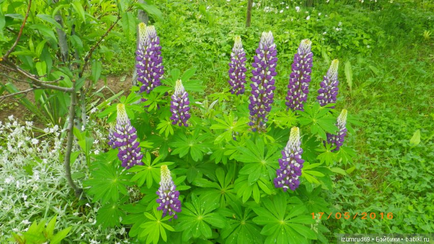 Жители моего сада. Цветы, о которых тоже хочется рассказать