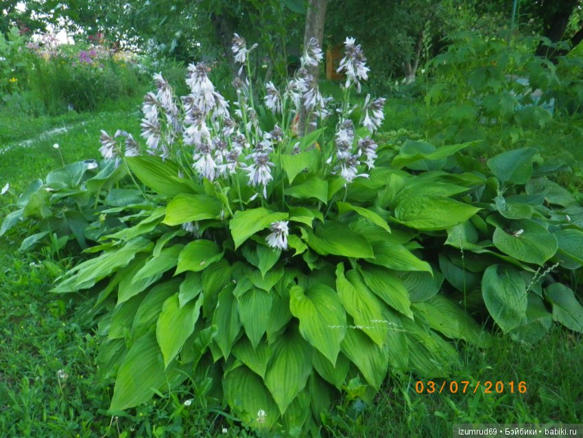 Жители моего сада. Цветы, о которых тоже хочется рассказать