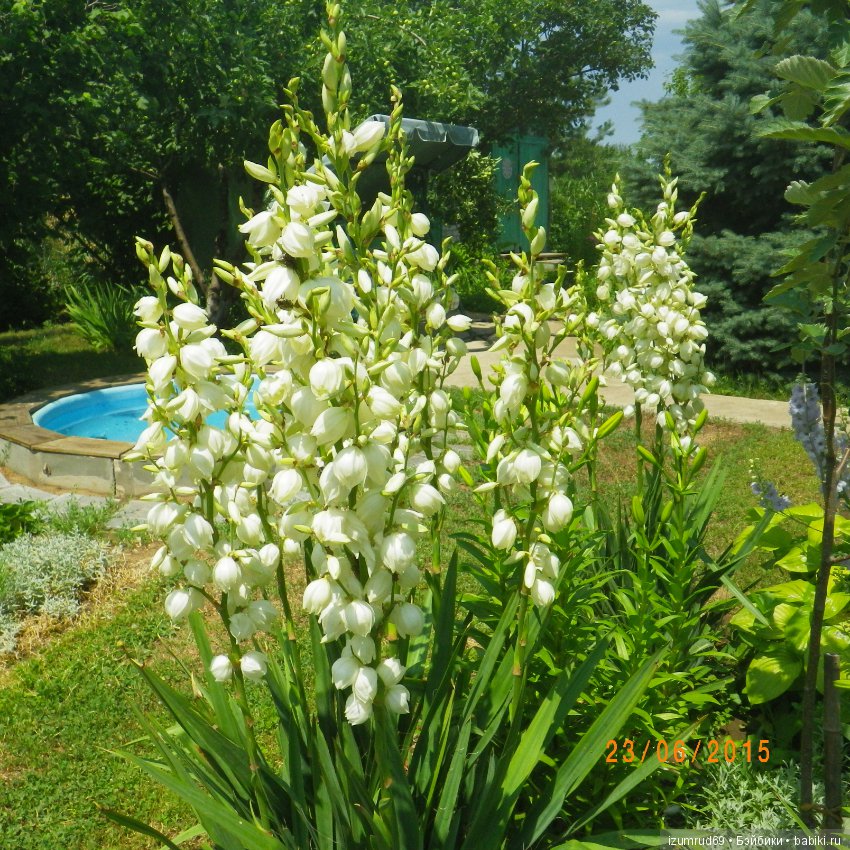 Жители моего сада. Цветы, о которых тоже хочется рассказать