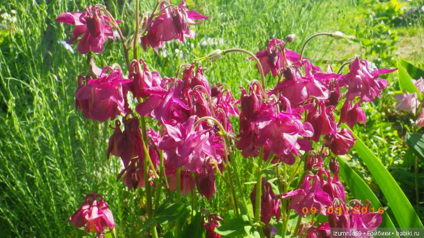 Жители моего сада. Цветы, о которых тоже хочется рассказать