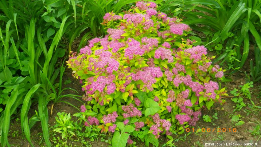 Жители моего сада. Цветы, о которых тоже хочется рассказать