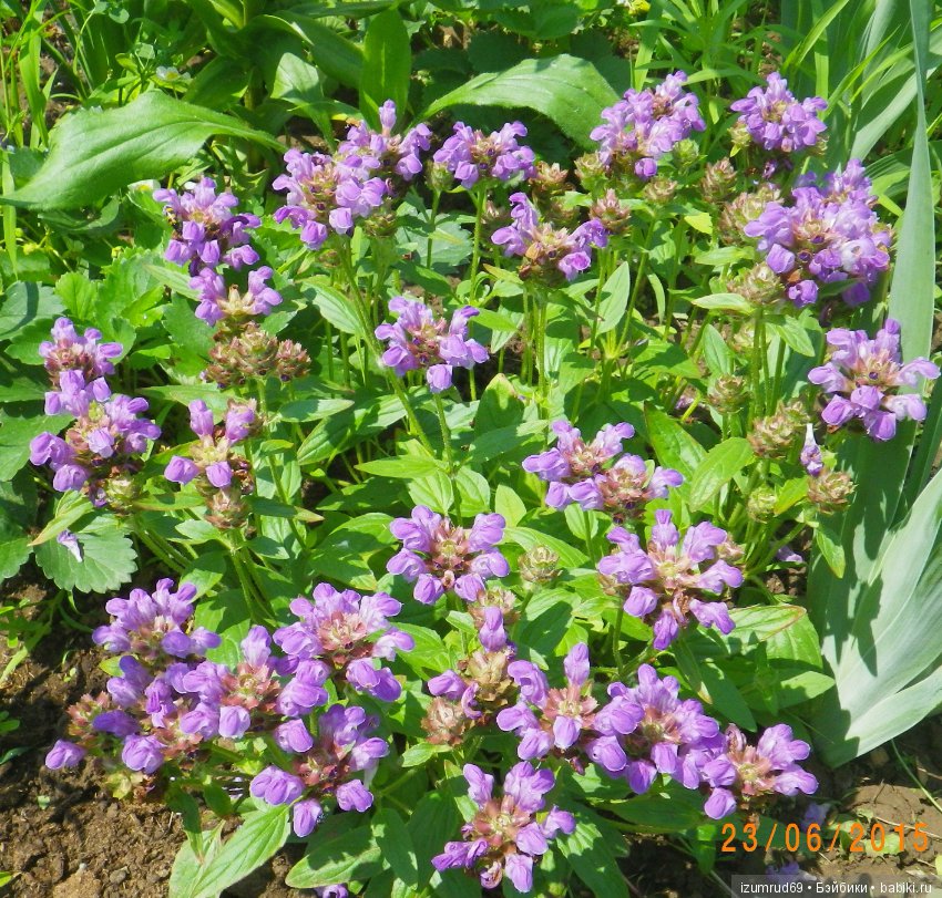 Жители моего сада. Цветы, о которых тоже хочется рассказать