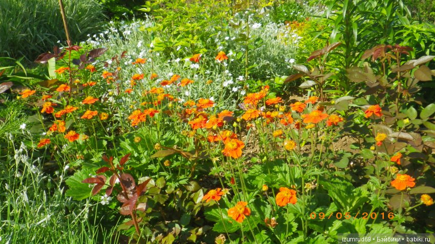 Жители моего сада. Цветы, о которых тоже хочется рассказать