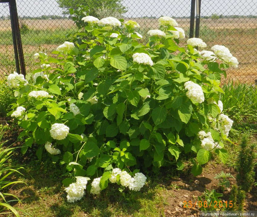 Жители моего сада. Цветы, о которых тоже хочется рассказать